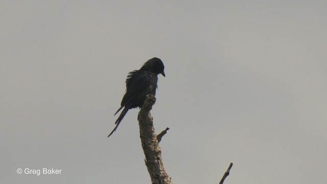 Fork-tailed Drongo - ML244486671