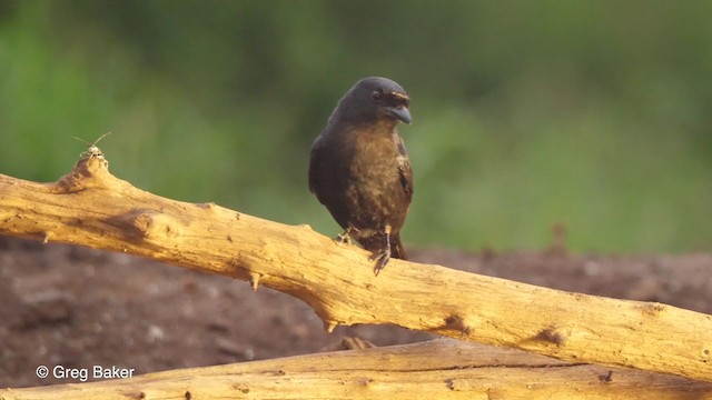 Fork-tailed Drongo - ML244486691