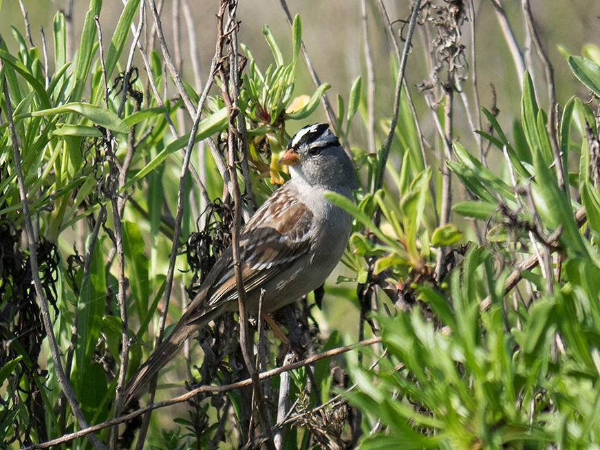 White-crowned Sparrow - ML24449011
