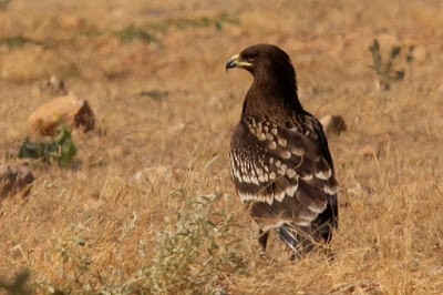 Greater Spotted Eagle - Kris Webb