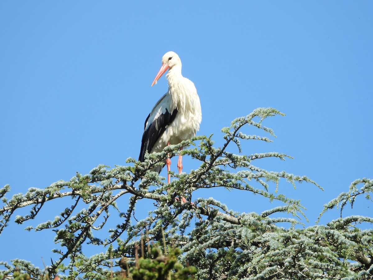 White Stork - ML244491761