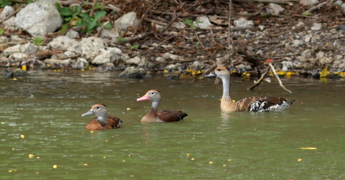 Black-bellied x West Indian Whistling-Duck (hybrid) - Anthony Levesque