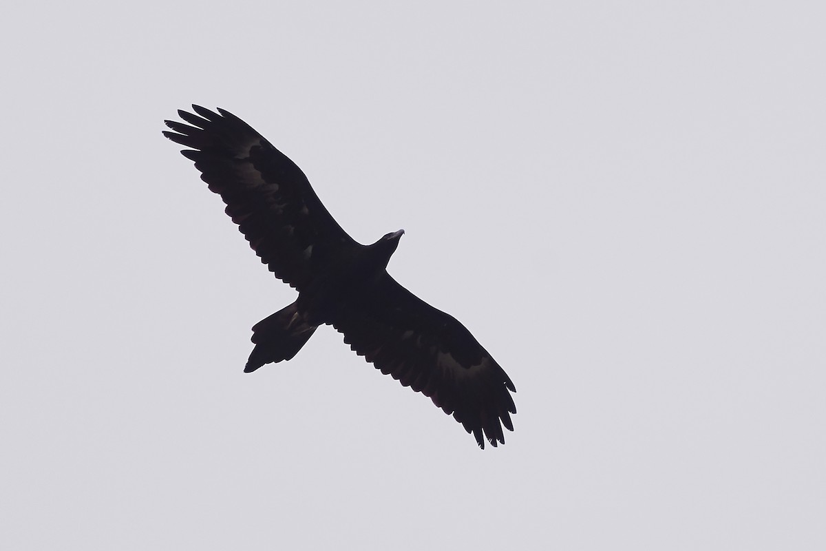 Wedge-tailed Eagle - ML244493461