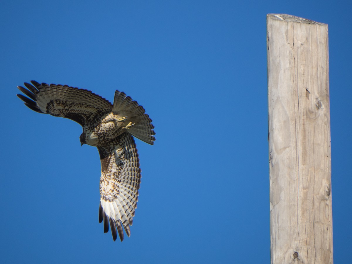 Red-tailed Hawk - ML24449351