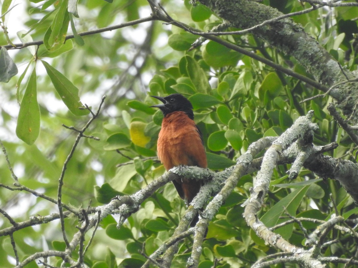 Orchard Oriole - ML244494381