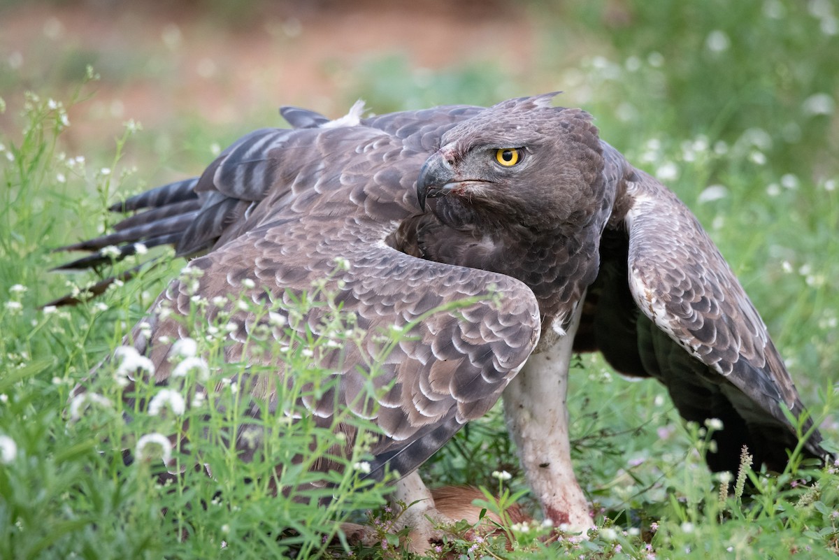 Martial Eagle - Alistair Routledge
