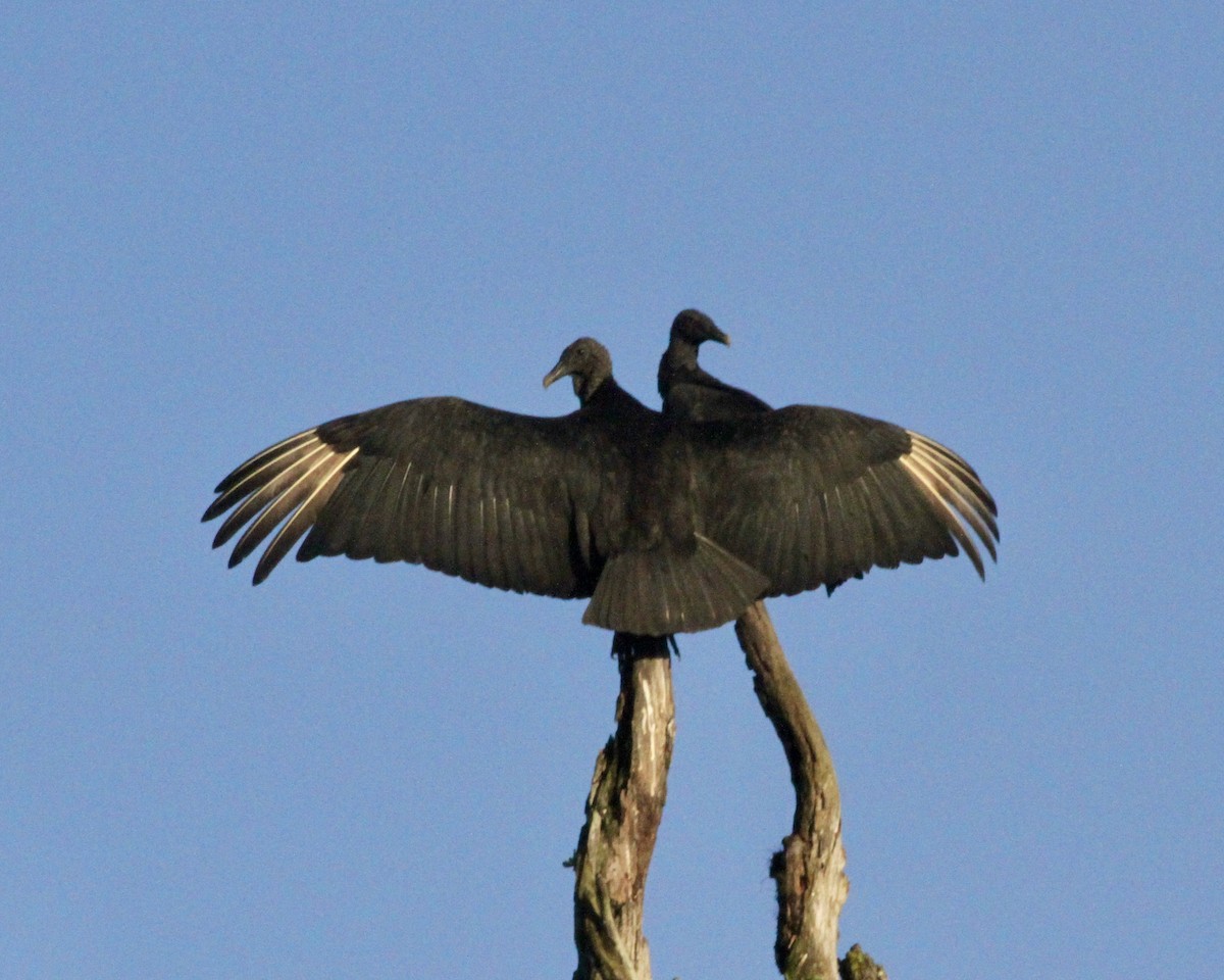 Black Vulture - Sam Shaw