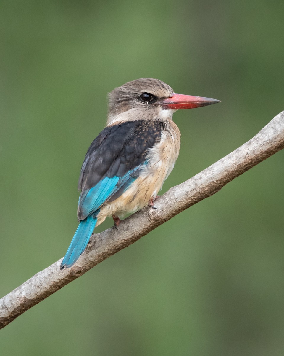 Brown-hooded Kingfisher - Alistair Routledge