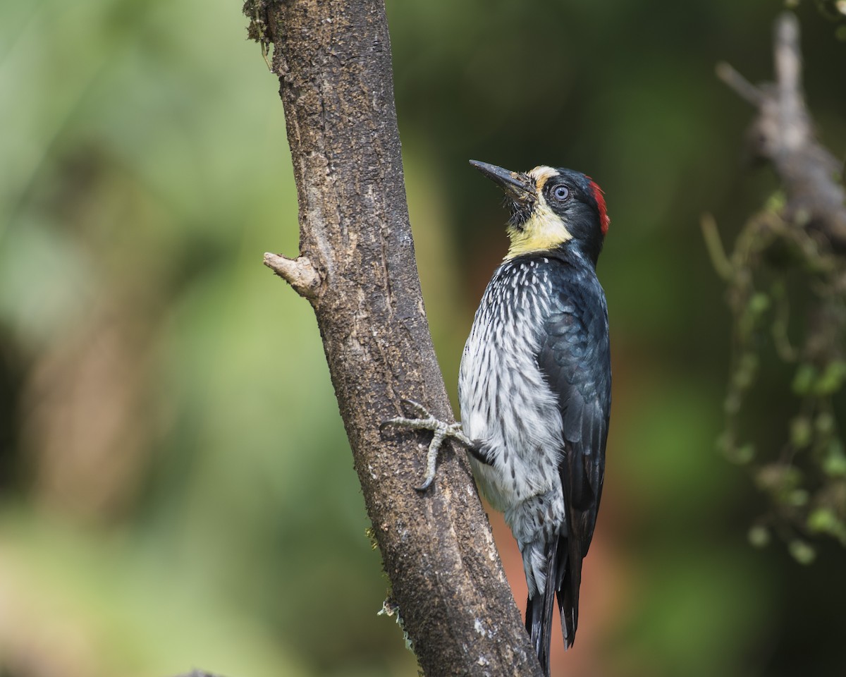 Acorn Woodpecker - ML244498811