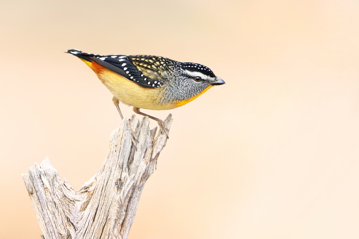 Spotted Pardalote - Indra Bone