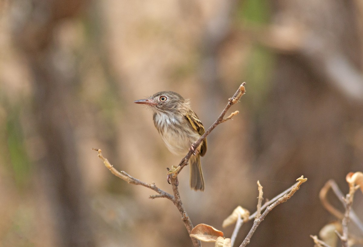 Pearly-vented Tody-Tyrant - ML244506271