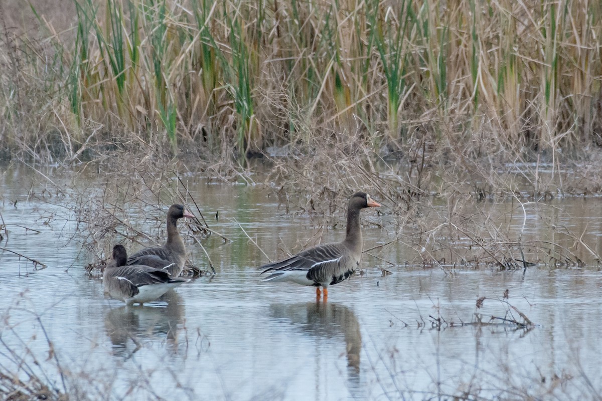 Greater White-fronted Goose - Mike Stewart
