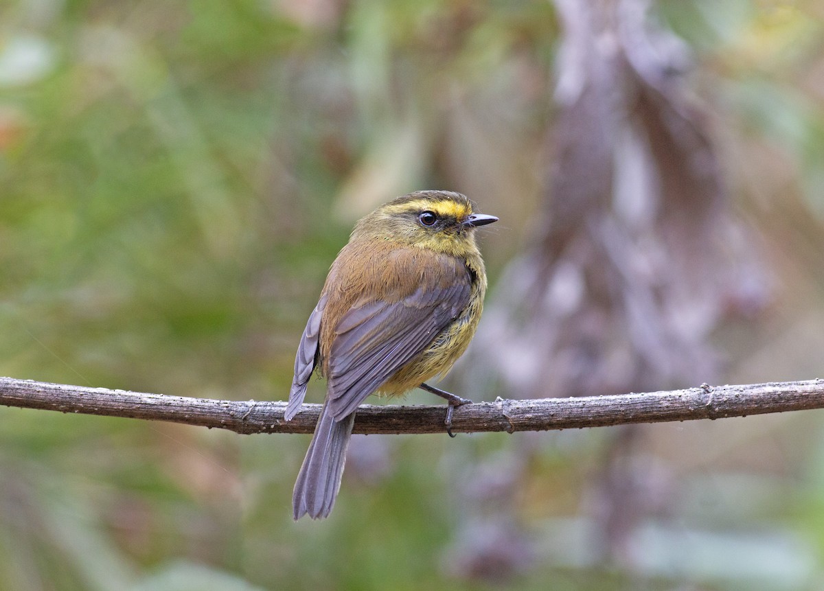 Yellow-bellied Chat-Tyrant - ML244507971