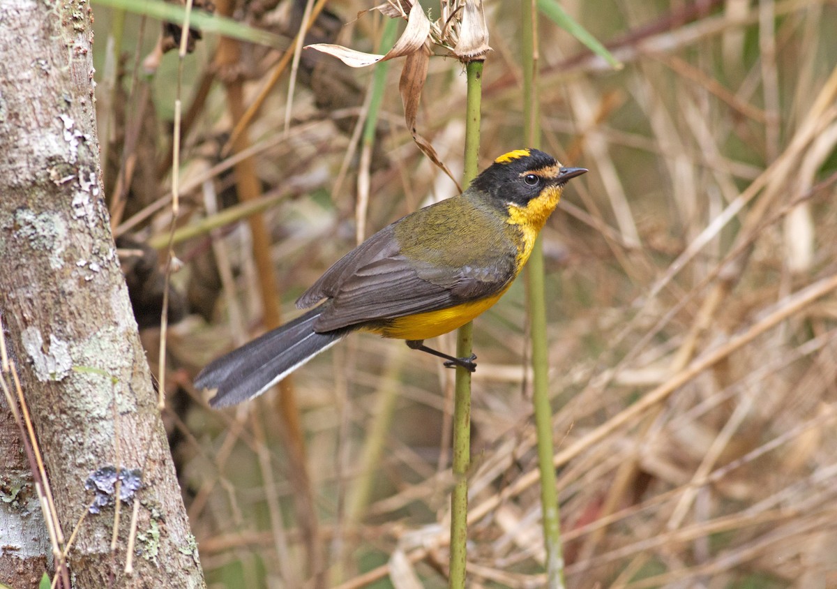 Yellow-crowned Redstart - Jose Illanes