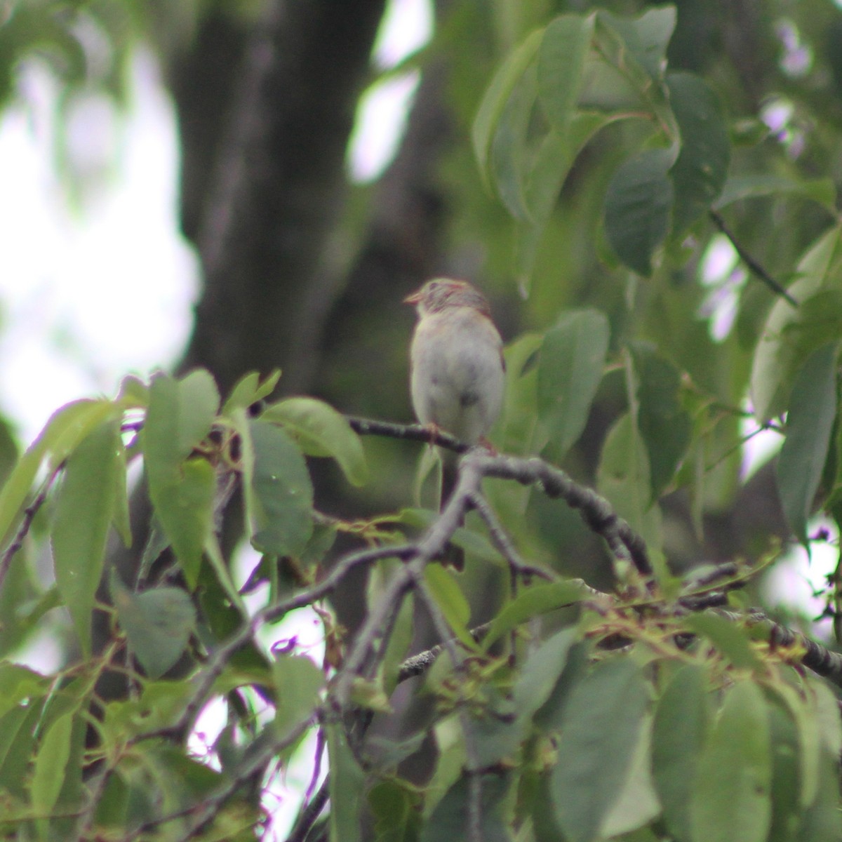 Field Sparrow - ML244508861