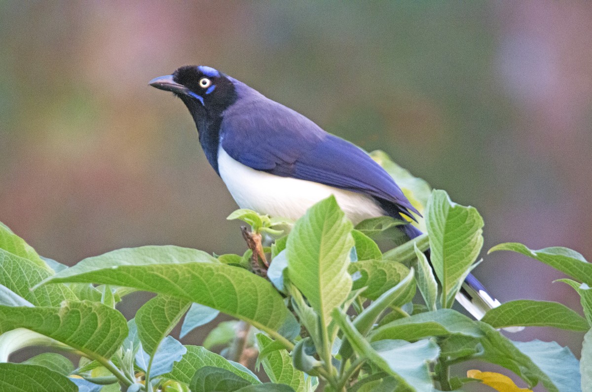 Black-chested Jay - ML244509181