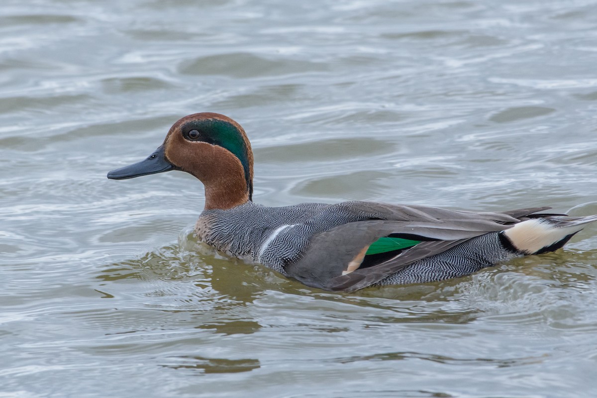 Green-winged Teal - ML24450961
