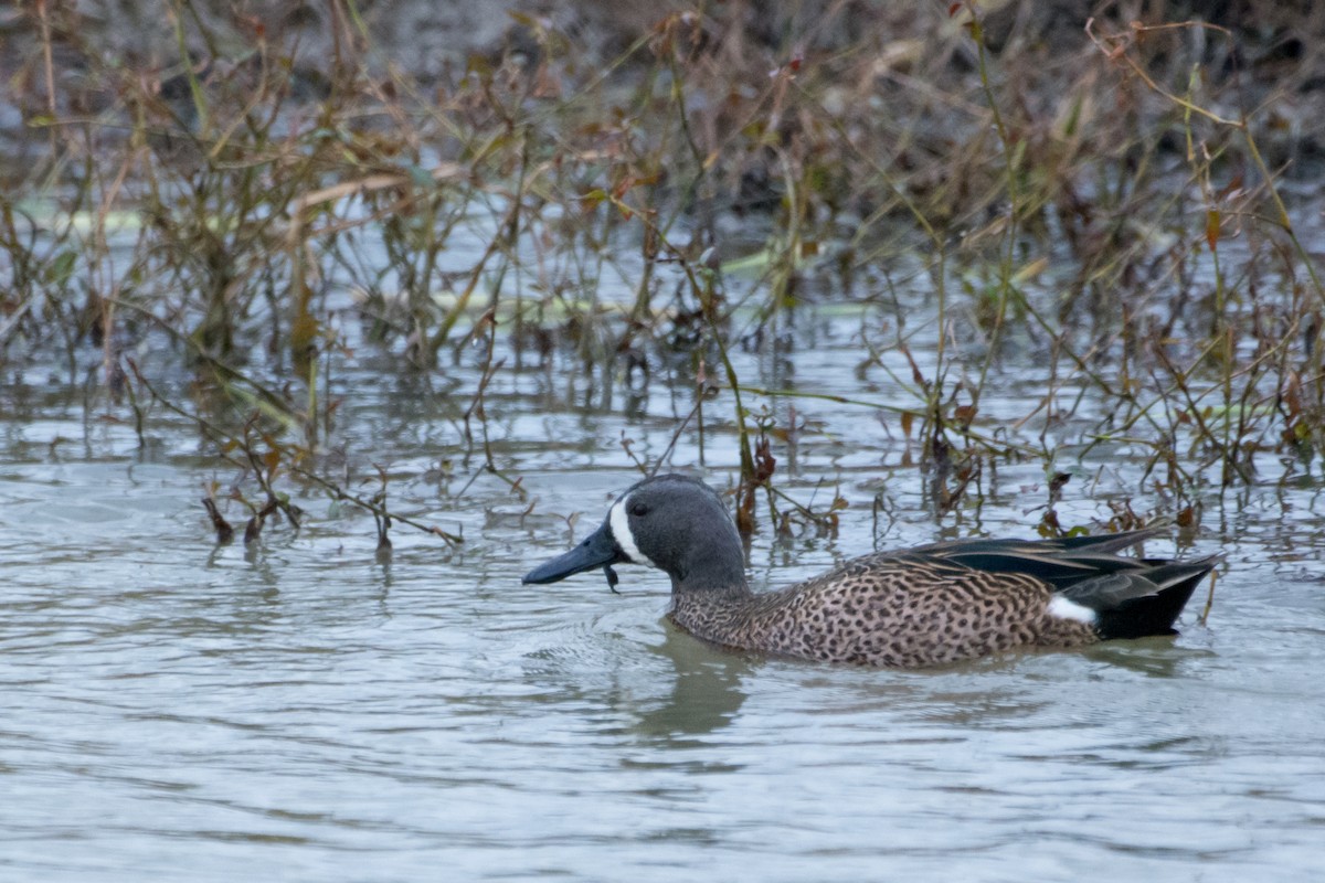 Blue-winged Teal - ML24450971