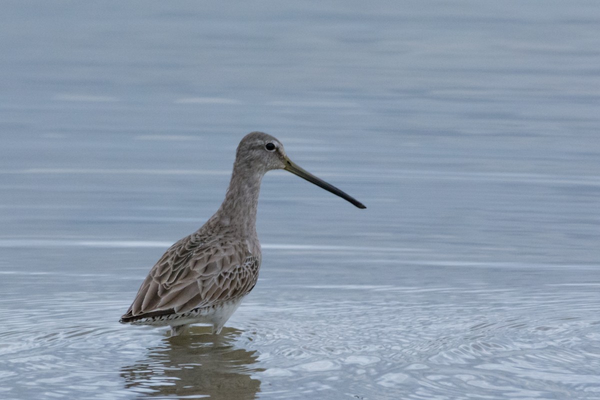 Long-billed Dowitcher - ML24451131