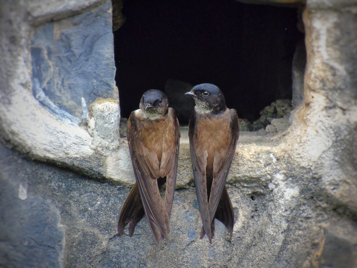 Black-capped Swallow - ML244517311