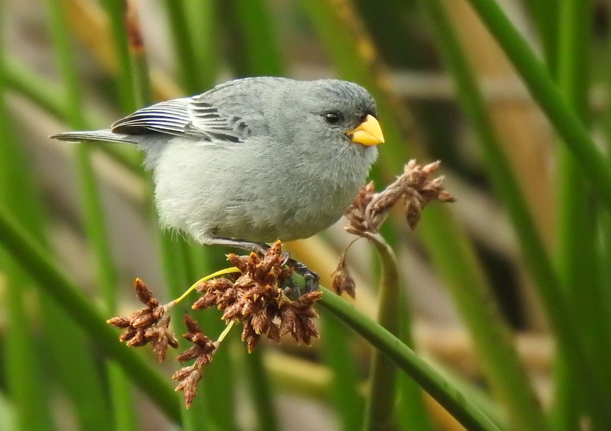 Band-tailed Seedeater - ML244517831