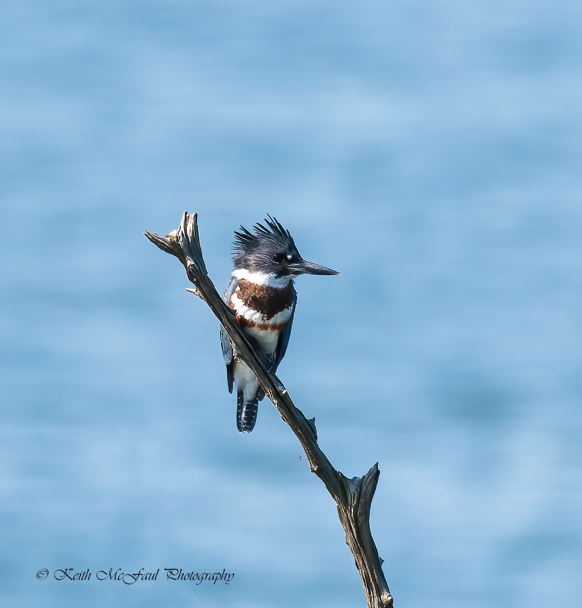 Belted Kingfisher - Keith McFaul