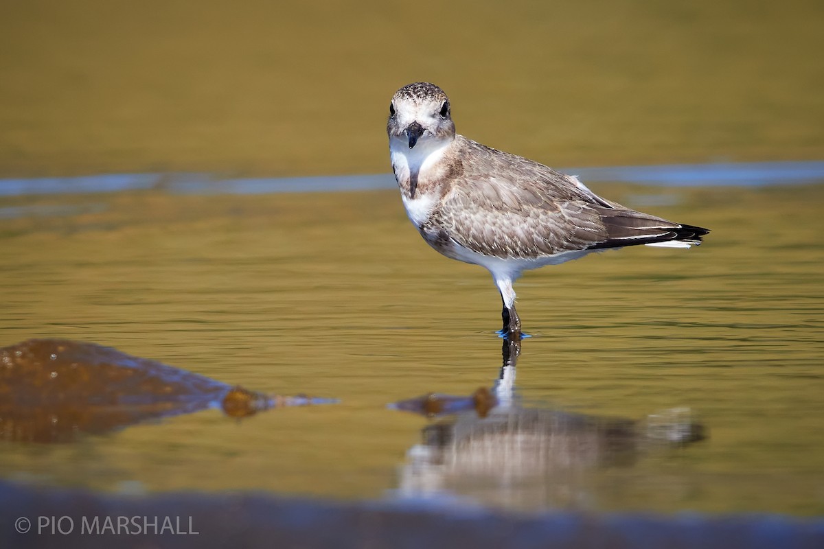 Two-banded Plover - ML244521851