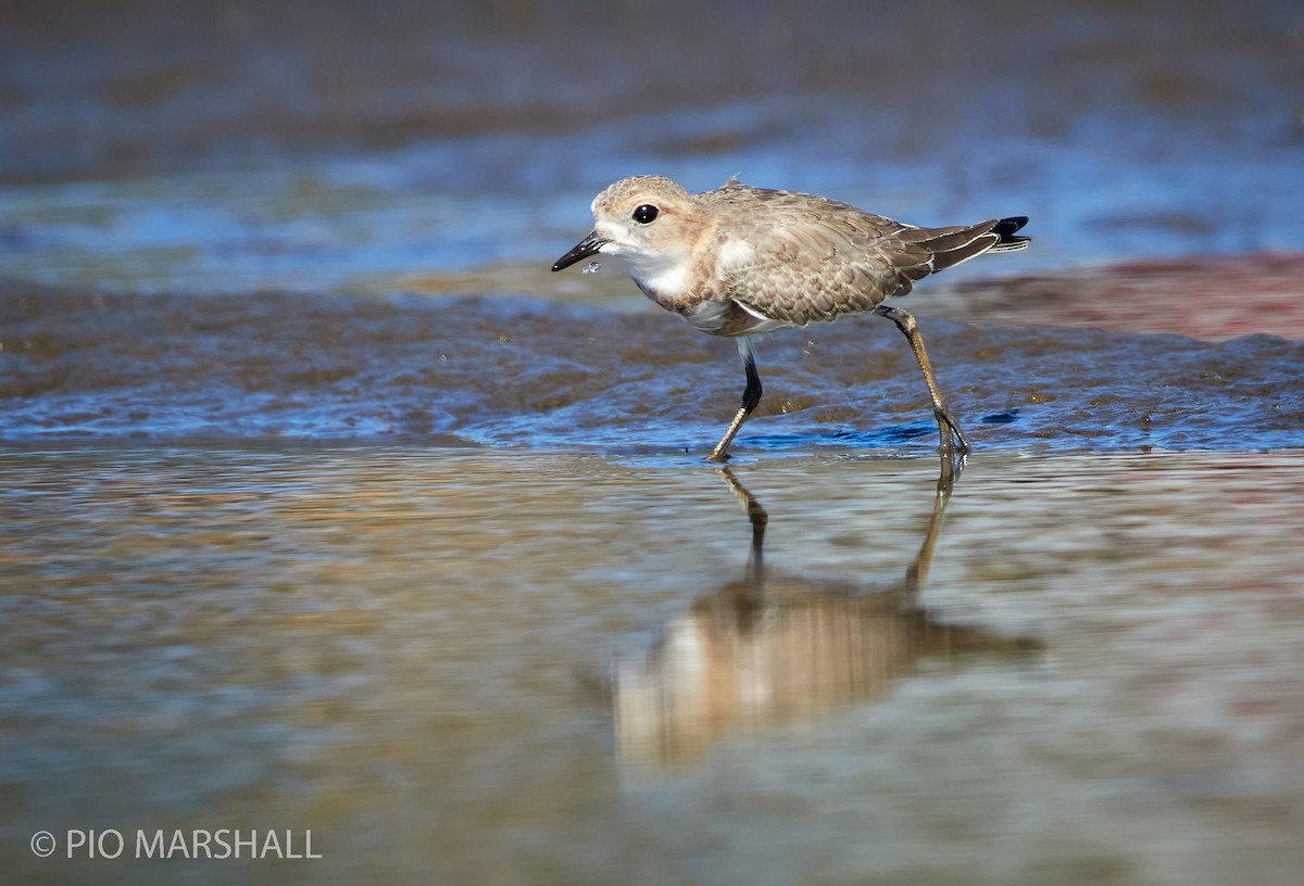 Two-banded Plover - Pio Marshall