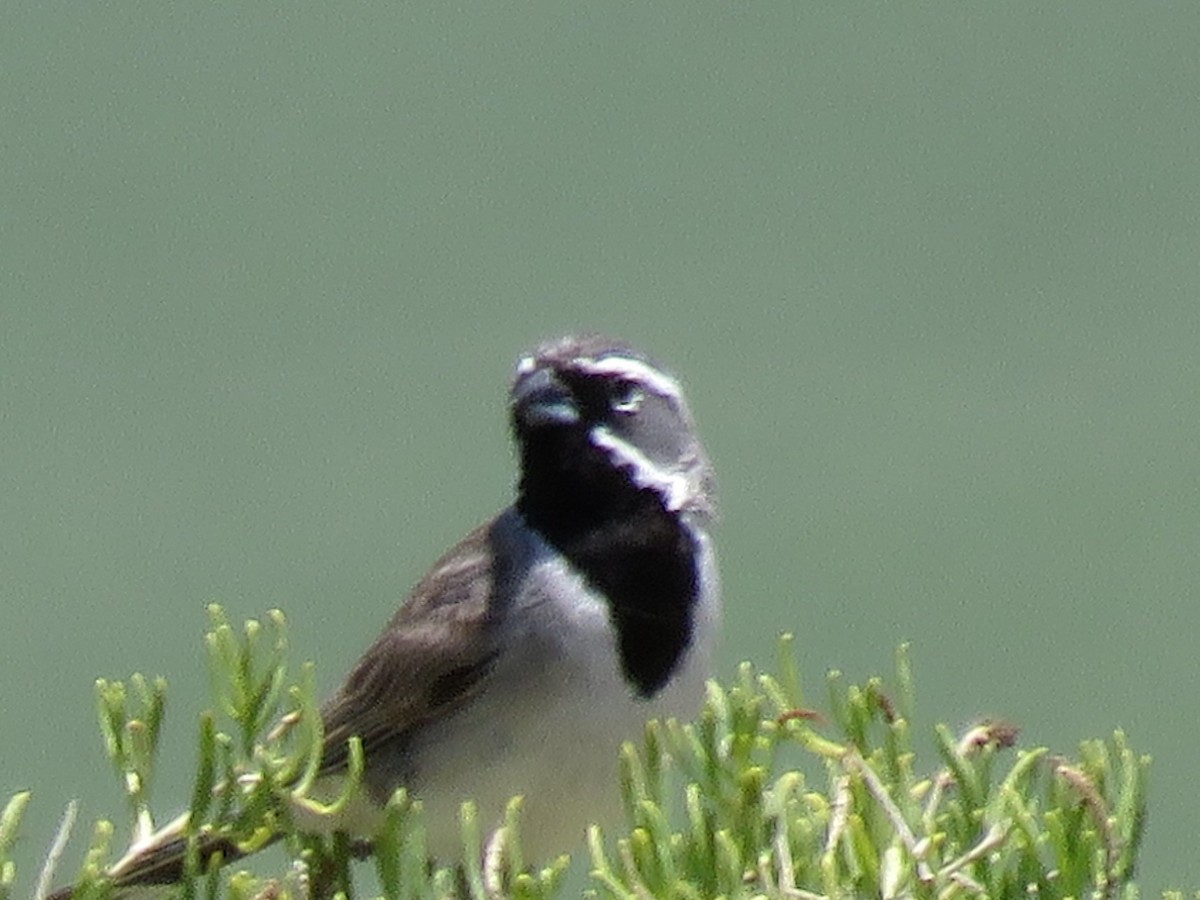 Black-throated Sparrow - ML244530131