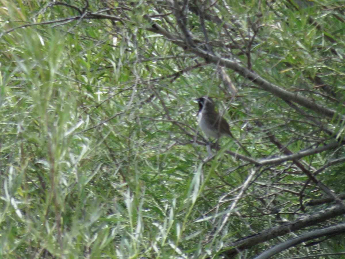 Black-throated Sparrow - ML244530531