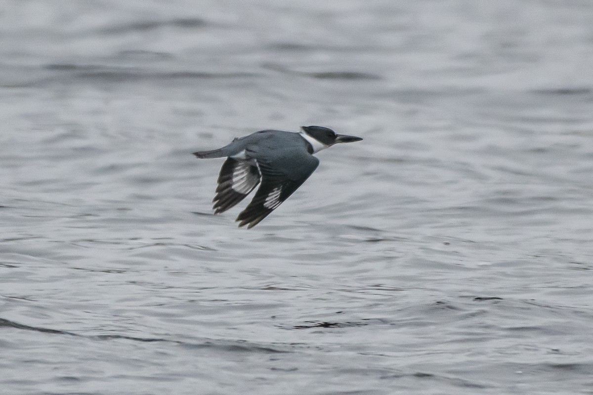 Belted Kingfisher - ML244536431