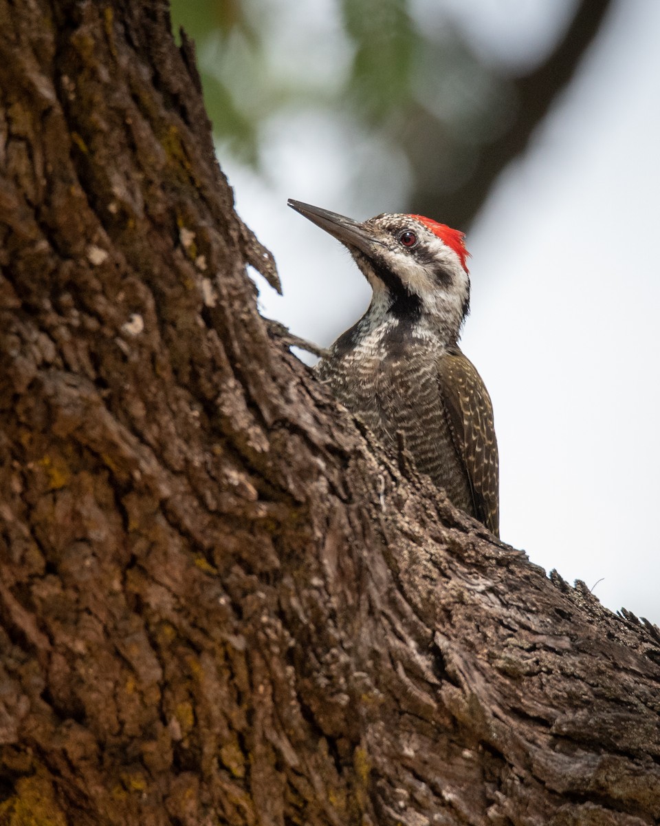 Bearded Woodpecker - Alistair Routledge