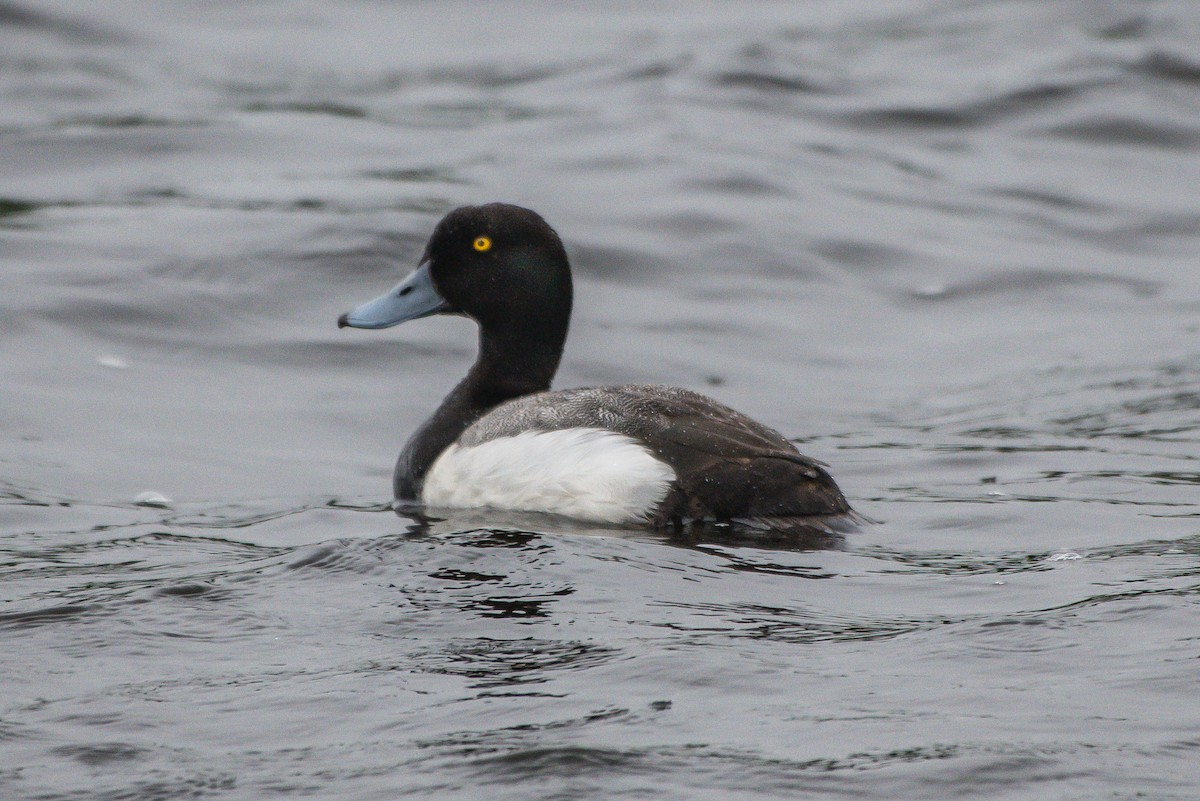 Greater Scaup - ML244536731