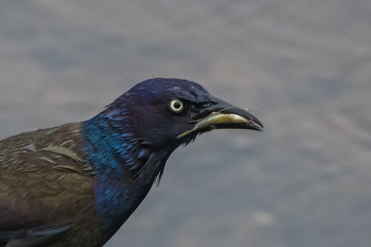 Common Grackle - Frank King