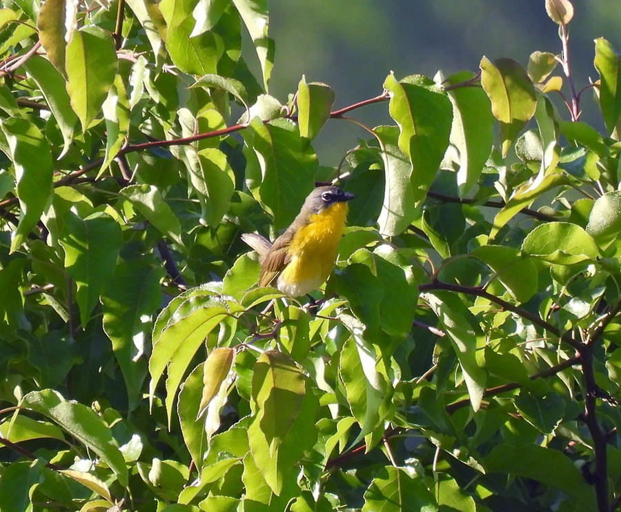 Yellow-breasted Chat - ML244541551