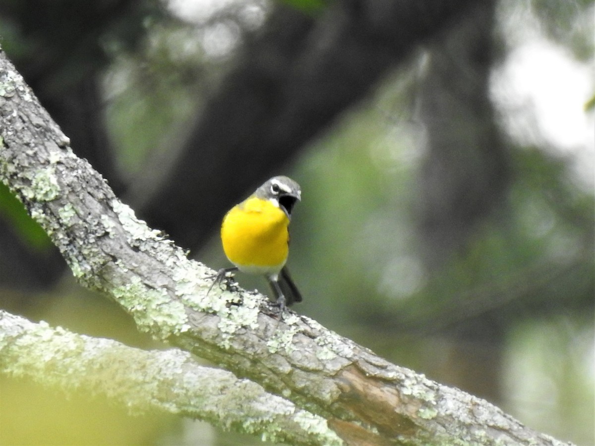 Yellow-breasted Chat - ML244545121