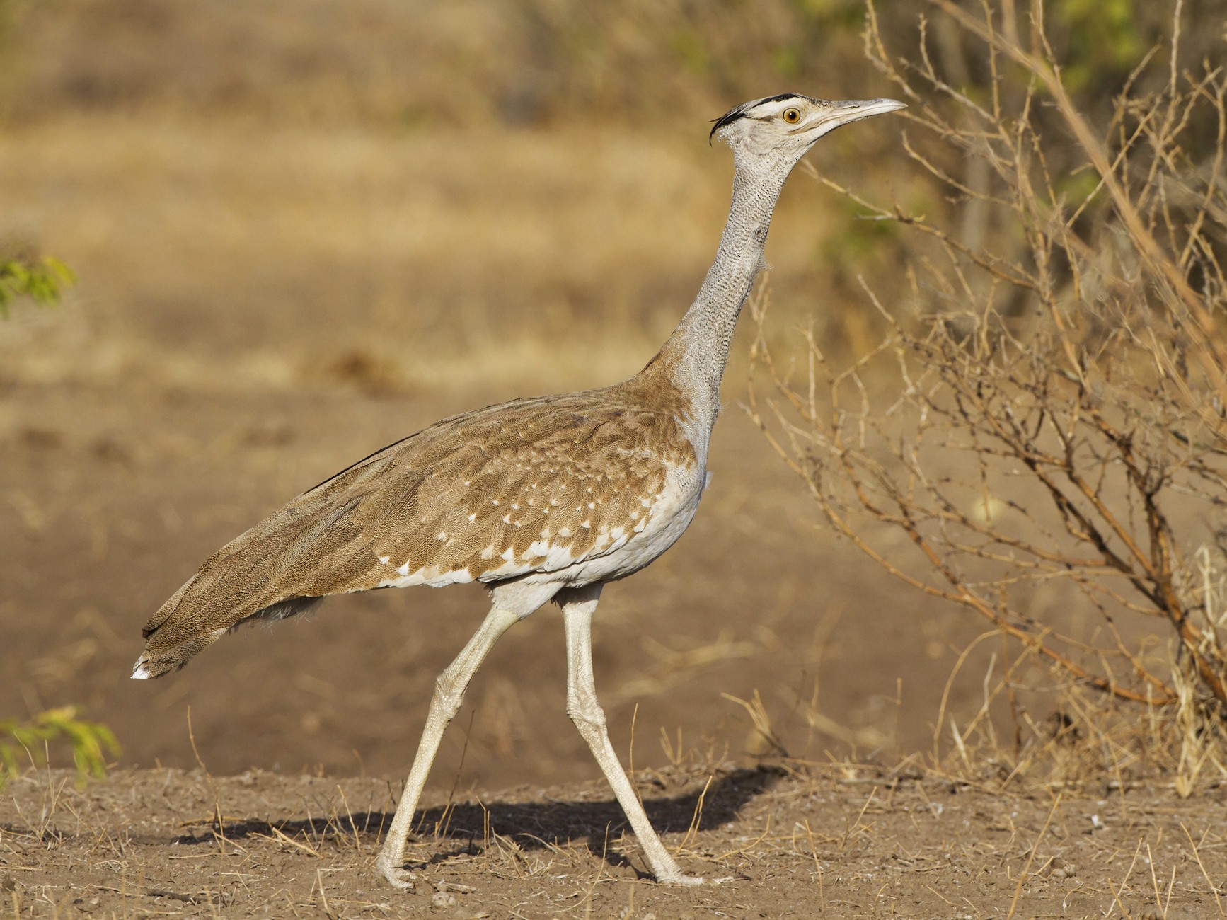 Arabian Bustard - Marco Valentini