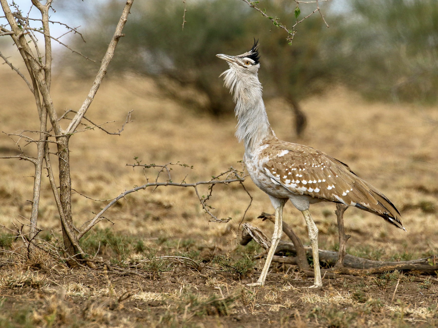 Arabian Bustard - Andrew Spencer