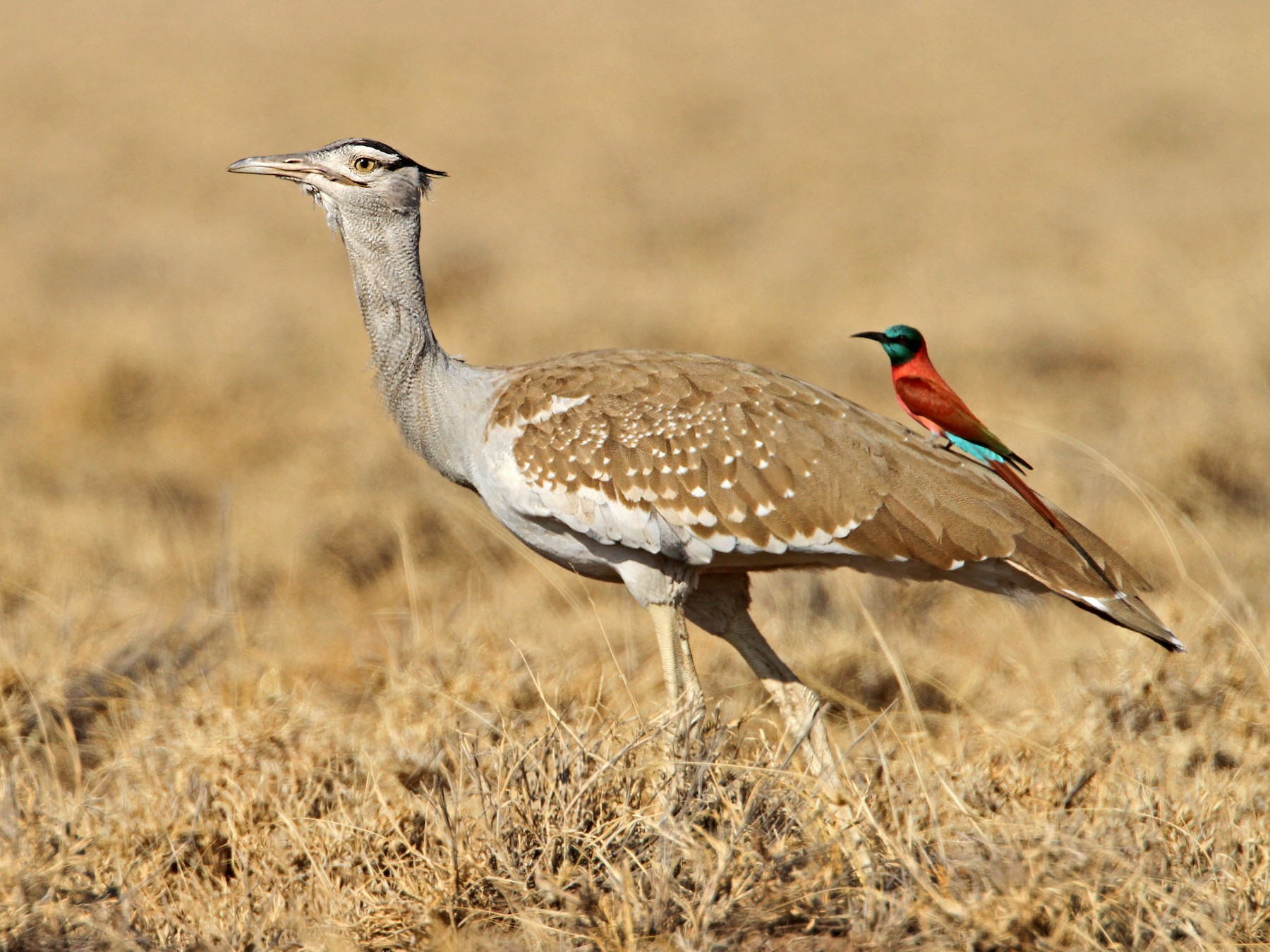 Arabian Bustard - eBird