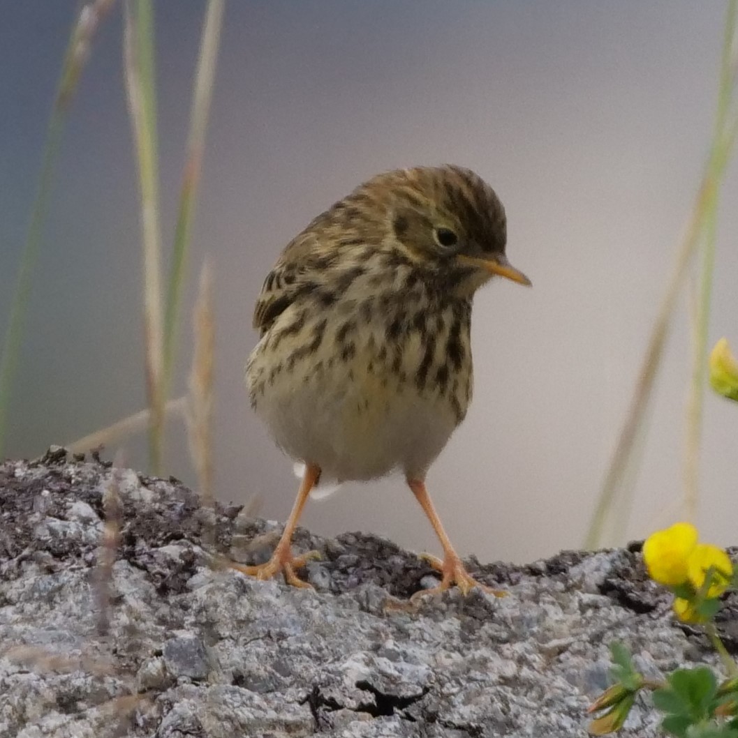 Meadow Pipit - ML244547521