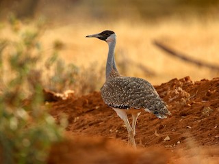 Heuglin's Bustard - eBird