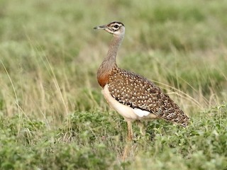 Heuglin's Bustard - eBird