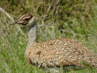 Avutarda Somalí - eBird