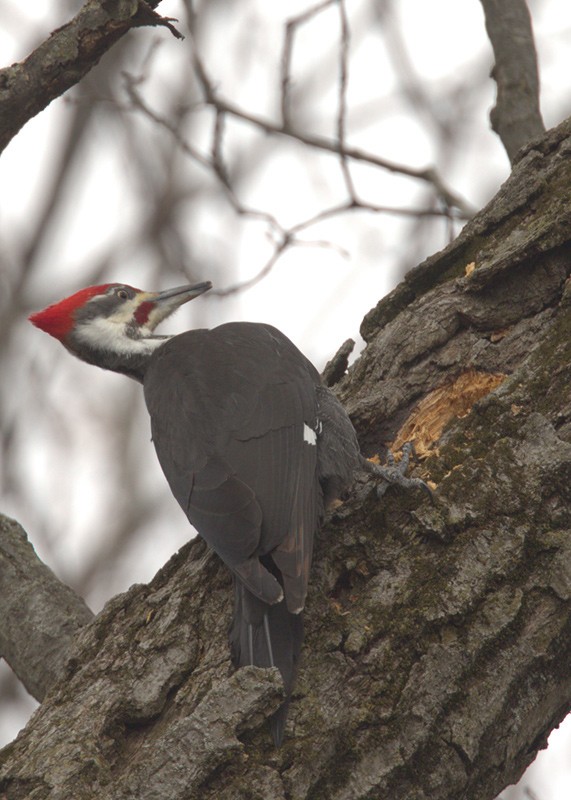 Pileated Woodpecker - ML24454941