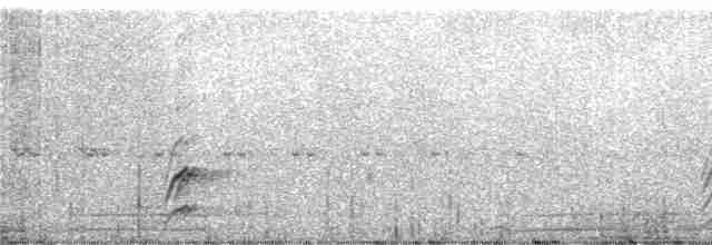 Чёрный тапакуло (subcinereus) - ML244552