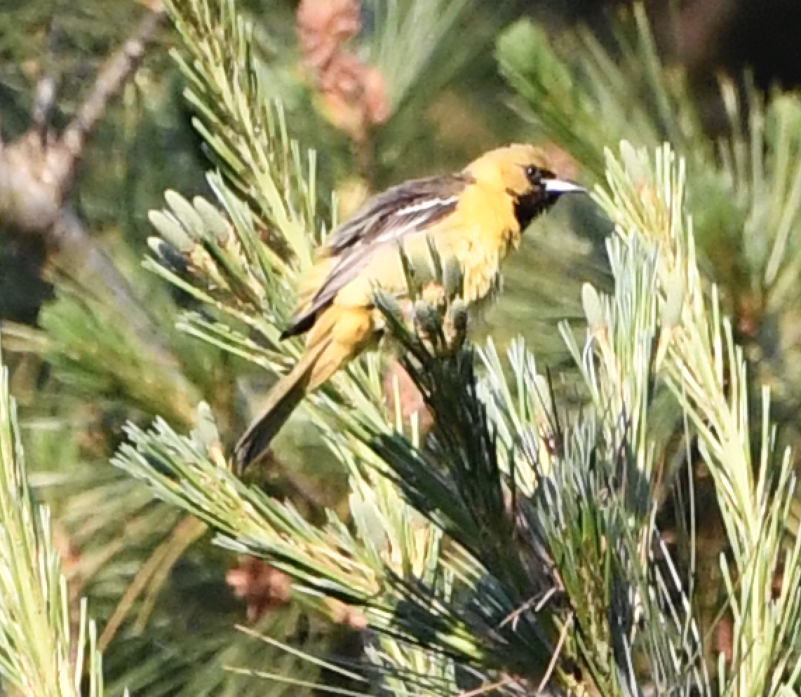 Orchard Oriole - ML244554311