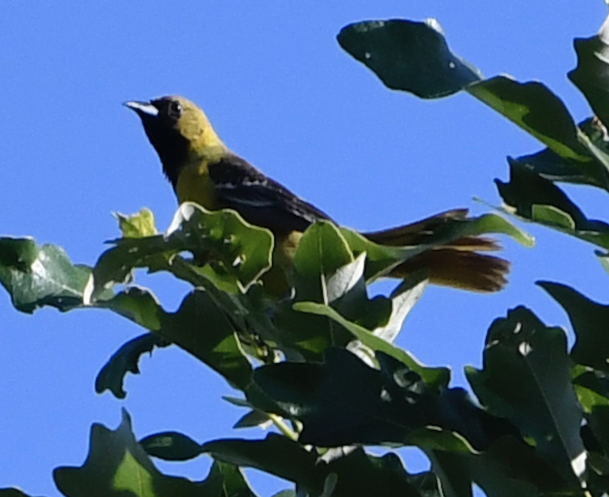 Orchard Oriole - ML244554351