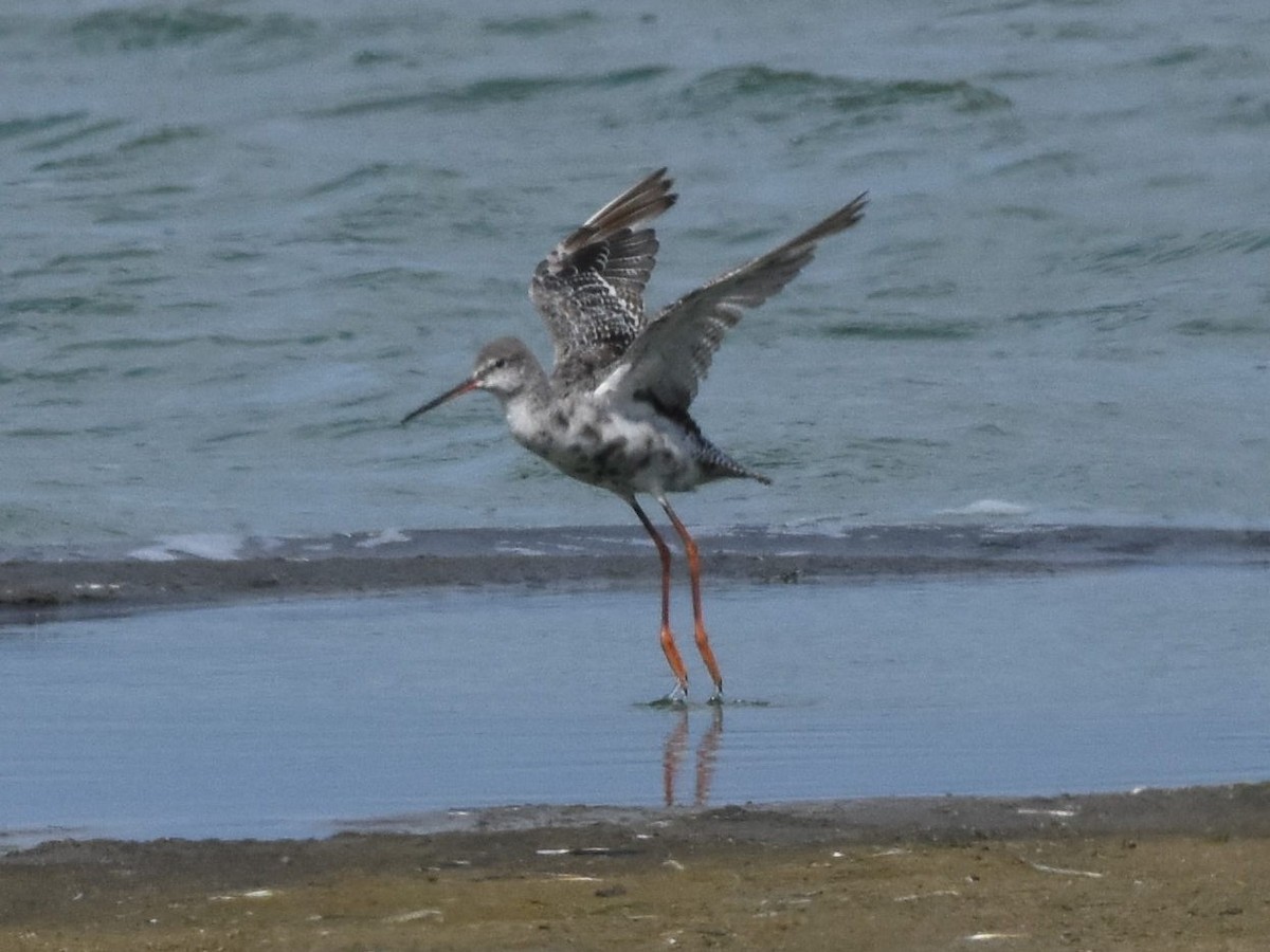 Spotted Redshank - ML244557701