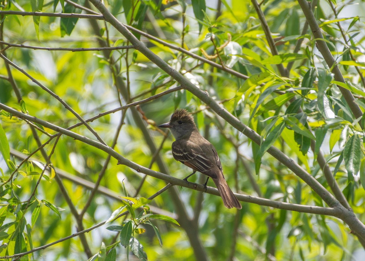 Great Crested Flycatcher - ML244561091