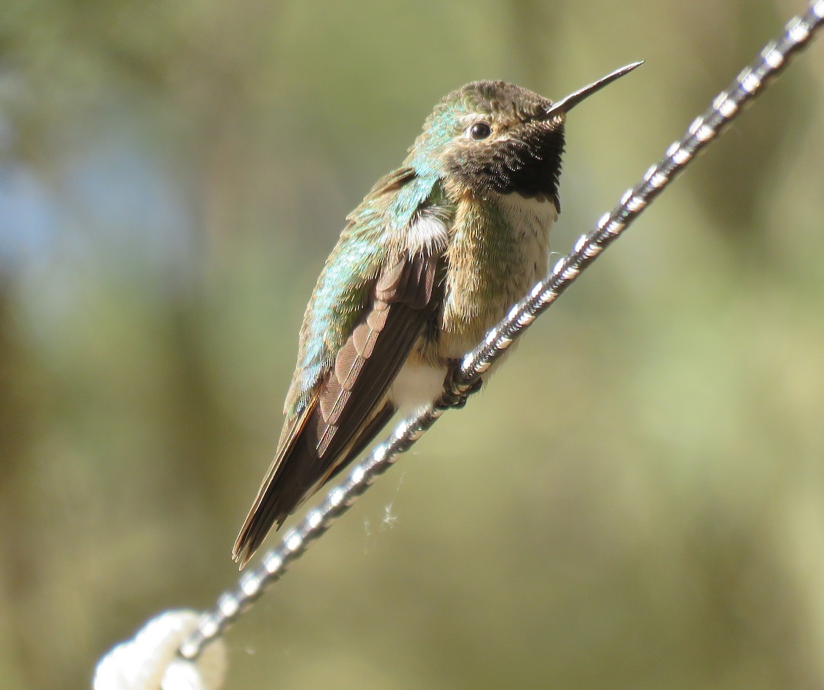 Broad-tailed Hummingbird - ML244567461